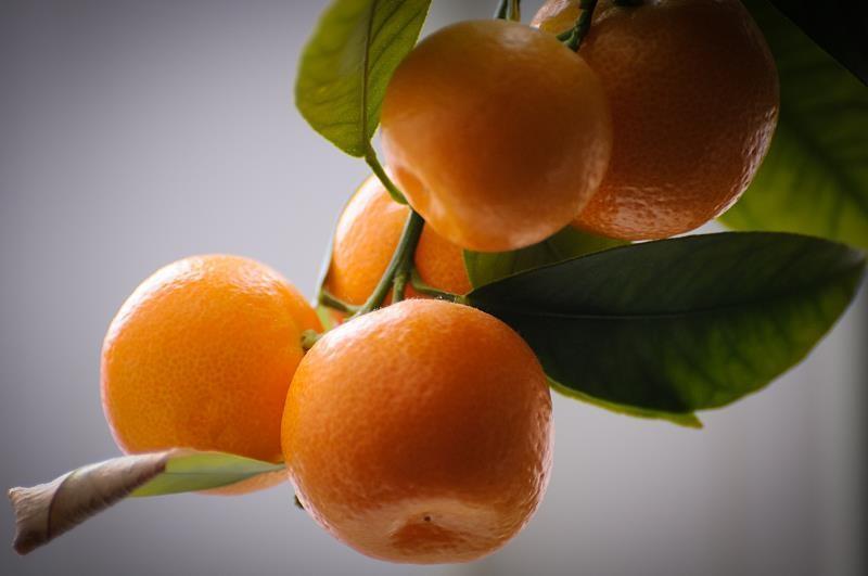 橘子橙子吃多了会怎么样？橘子吃多了会不会变小黄人