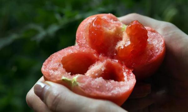 新华网西红柿，为什么吃不出小时候的味道了？西红柿，为什么吃不出小时候的味道了？