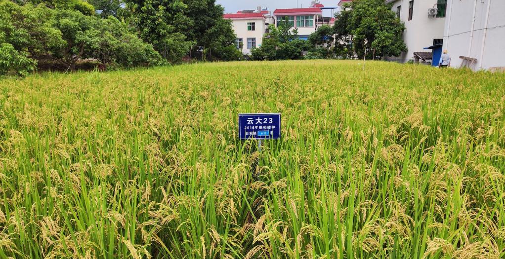 巨型水稻品种，黑稻、多年生稻、巨型稻……奇妙水稻知多少？