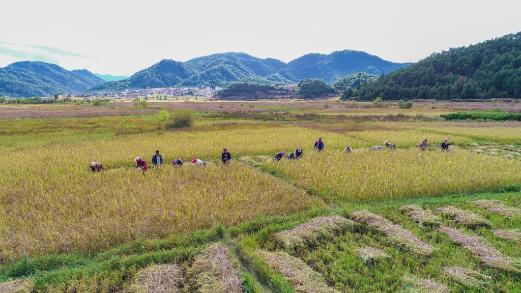 巨型水稻品种，黑稻、多年生稻、巨型稻……奇妙水稻知多少？