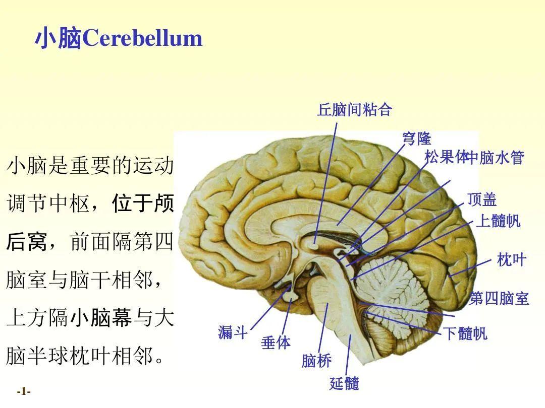 小脑萎缩预防，小脑萎缩是怎样形成的？