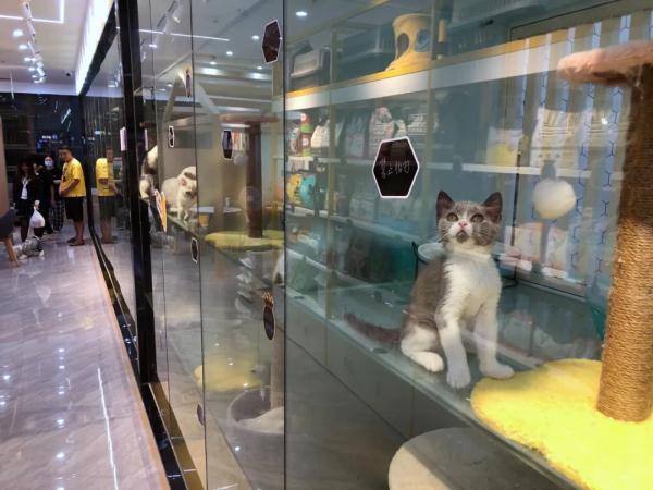 温州宠爱有家宠物店电话，温州可携带宠物入住的酒店